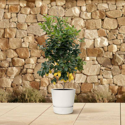 Orangenbaum – Citrus Calamondin – Zitruspflanze 200cm – Ø40cm – Immergrüne Kübelpflanze mit duftenden Blüten & Früchten – Mediterraner Zitronenbaum für Garten, Terrasse & Wintergarten