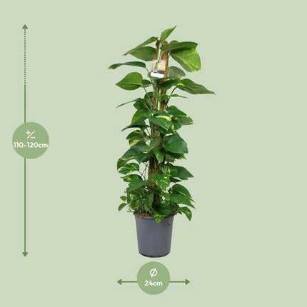 Efeutute Scindapsus Epipremnum – Zimmerpflanze – Ø24cm 120cm hoch – Pflegeleichte Kletterpflanze mit leuchtend grünem Laub – Ideal für Halbschatten – Fabien Pflanzen