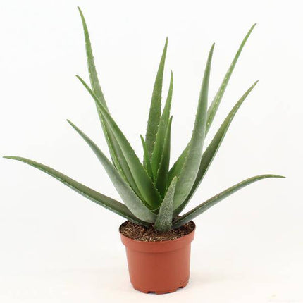 Echte Aloe Vera – Zimmerpflanze – Ø19cm – ca. 70cm hoch – pflegeleichte Heilpflanze mit fleischigen Blättern
