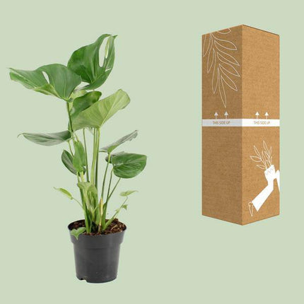 Köstliches Fensterblatt – Monstera Deliciosa – pflegeleichte Zimmerpflanze – Ø17cm – ca. 60cm hoch – dekorative Grünpflanze mit großen Blättern