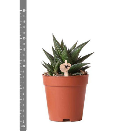 Sukkulente Haworthia Limifolia – Dreieckige Grüne Zimmerpflanze – Ø9cm – Pflegeleicht & Robust – Perfekt für helle Standorte ohne direkte Sonne