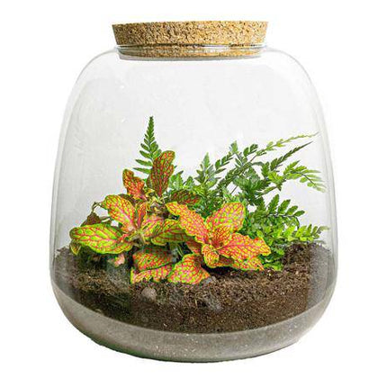 Flaschengarten – Emma Mini – DIY Bausatz – ↑20cm – Ø19cm – mit Fittonia Ruby Lime – Selbstbewässerndes Pflanzenterrarium