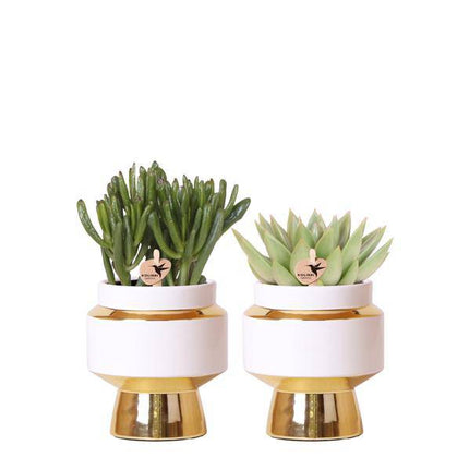 Sukkulenten 2er – Set in eleganten Le Chic Keramiktöpfen – Ø9cm – Pflegeleichte Grünpflanzen – Weiß mit goldenen Details – Dekoratives Pflanzen