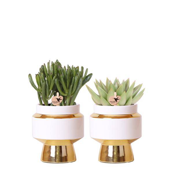 Sukkulenten 2er – Set in eleganten Le Chic Keramiktöpfen – Ø9cm – Pflegeleichte Grünpflanzen – Weiß mit goldenen Details – Dekoratives Pflanzen