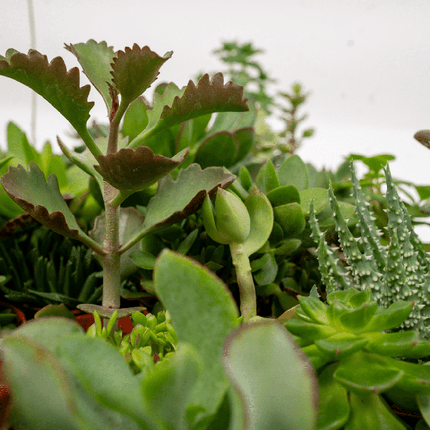 Sukkulenten Mix – 10 Pflanzen – Verschiedene Arten – Aloe Vera, Echeveria, Kalanchoe, Sedum – Zimmerpflanzen im Topf – Ø5,5cm – ↕7cm – pflegeleicht & dekorativ