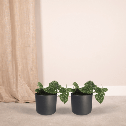 Efeutute Scindapsus Pictus Epipremnum Zimmerpflanze Ø12cm ↕15cm – pflegeleichte Grünpflanze für Wohnzimmer, Büro & helle Standorte kaufen