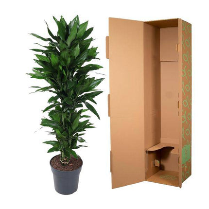 Drachenbaum – Dracaena Janet Lind 130cm – Ø31cm – Zimmerpflanze mit breiten dunkelgrünen Blättern – Pflegeleichte robuste Grünpflanze für Wohnzimmer, Büro & Wintergarten