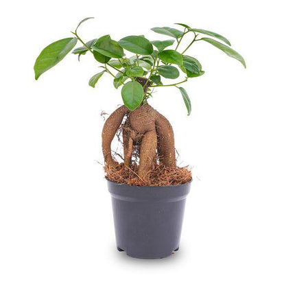 Chinesische Feige – Ficus microcarpa Ginseng – Ø9cm – Bonsai – Zimmerpflanze – Dekorativer Kleinbaum für Zuhause & Büro