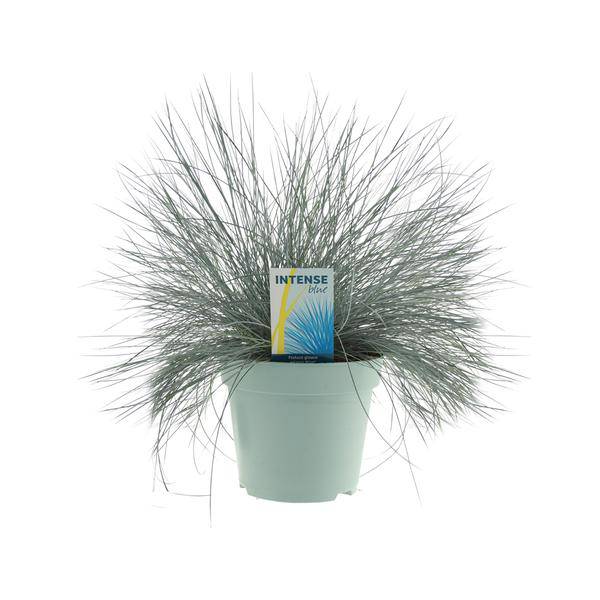 Blauschwingel – Festuca Glauca Intense Blue – Ziergras Ø17cm – Höhe ca. 35cm – winterhartes pflegeleichtes Garten- und Kübelgras mit intensiv blauem Laub