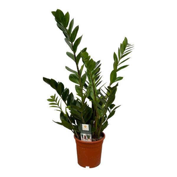 Zamioculcas – Glücksfeder – Zimmerpflanze – Ø17cm – Höhe ca. 75cm – pflegeleichte Sukkulente für Wohnzimmer, Büro und Schlafzimmer