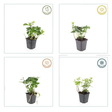 Pachysandra terminalis – 60 Pflanzen – Japanischer Ysander – Immergrüner Bodendecker – Schattengarten – Dichtes Dunkelgrün – Pflegeleicht