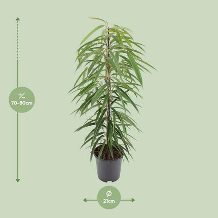 Schmalblättrige Birkenfeige – Ficus binnendijkii Alii – Ø21cm – Höhe ca. 80cm – Elegante Zimmerpflanze mit glänzenden Blättern – Pflegeleicht & dekorativ für Zuhause & Büro