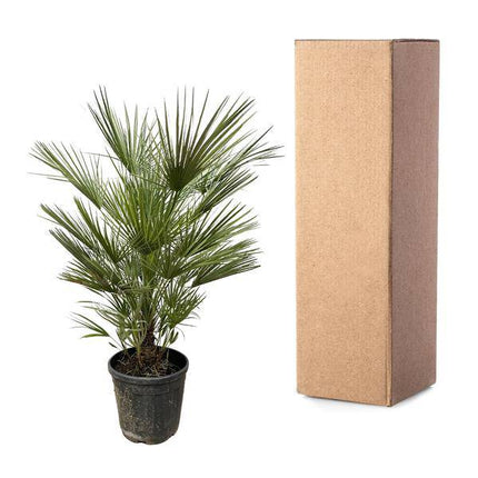 Grüne Zwergpalme – Chamaerops Humilis 150cm – Ø30cm – Europäische frostbeständige Palme – Mediterrane Zimmer – & Gartenpflanze für Innen