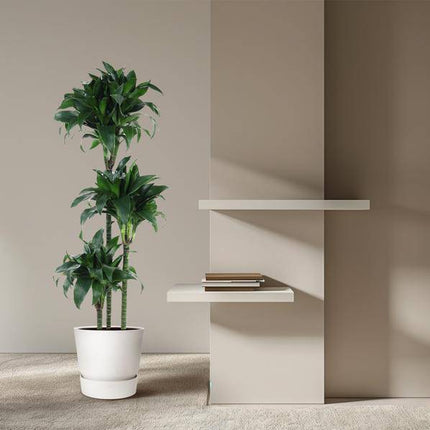 Drachenbaum – Dracaena Tatuade 140cm – Ø24cm – Zimmerpflanze mit grün-weißen Blättern – Pflegeleichte Grünpflanze für Wohnzimmer, Büro & Wintergarten