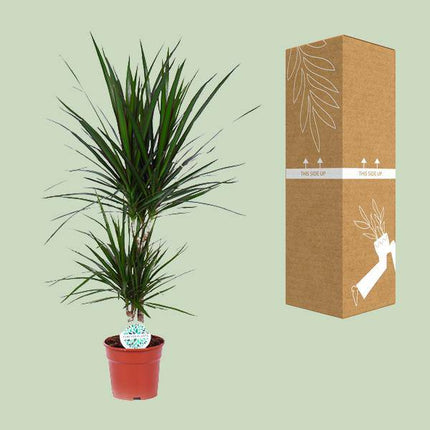 Drachenbaum – Dracaena Marginata – Zimmerpflanze – Ø17cm – ca. 75cm hoch – pflegeleichte Grünpflanze für Wohnzimmer Büro Flur