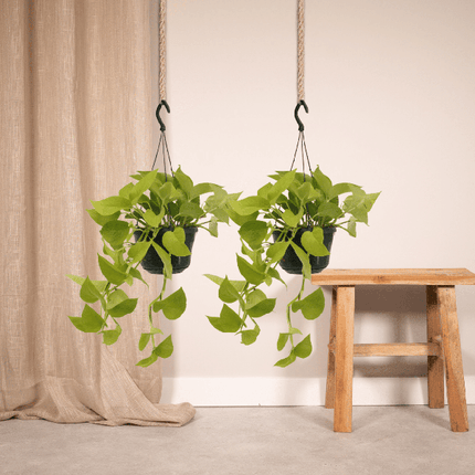 Efeutute – Epipremnum Golden Pothos – Scindapsus – Zimmerpflanze – Ø15cm – ca. 25cm hoch – 2 Pflanzen – pflegeleichte Kletter- & Hängepflanze für Zuhause & Büro