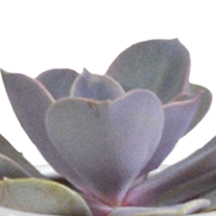 Sukkulenten & Kakteen Mix – 15 Pflanzen Ø5,5cm Zimmerpflanzen im weißen Glas – Verschiedene Mini-Sukkulenten & Kakteen – Pflegeleichte Pflanzen für Fensterbank, Büro & Wohnzimmer