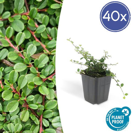 Zwergmispel Cotoneaster pro. 'Streibs Findling' – 40 Pflanzen – ↕10-25cm – Ø9cm – Robuster Bodendecker – Blühend & Beerentragend – Pflegeleicht & sonnig/schattentoleran