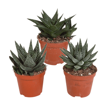 Sukkulenten Mix Gasteria & Haworthia – 3 Pflanzen – Ø8,5cm Zimmerpflanzen – Verschiedene Mini-Sukkulenten – Pflegeleichte Pflanzen für Fensterbank, Büro & Wohnzimmer