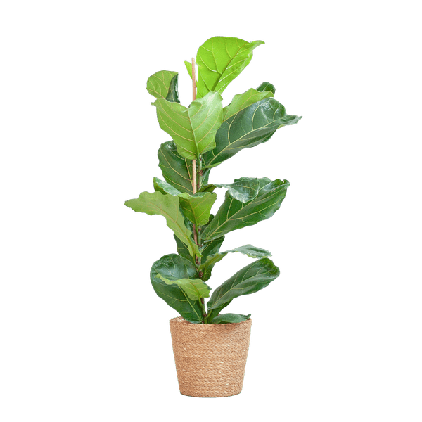 Ficus Lyrata – Geigen – Feige Zimmerpflanze – ca. 80cm hoch – Ø21cm – große dekorative Blätter – inkl. Seegras Korb Sofia Natur