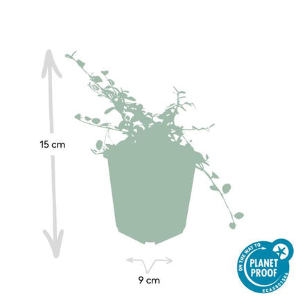 Teppichmispel Cotoneaster pro. 'Königin der Teppiche' – 20 Pflanzen – ↕10-25cm – Ø9cm – Robuster Bodendecker – Blühend & Beerentragend – Pflegeleicht & Sonnig/Schattentolerant