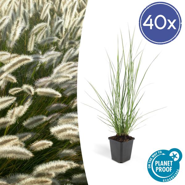 Lampenputzergras Pennisetum alopecuroides 'Hameln' – ↕10-25cm – Ø9cm – 40 Pflanzen – Cremige Blüten August–Herbst – Pflegeleichtes Ziergras für Garten & Beete
