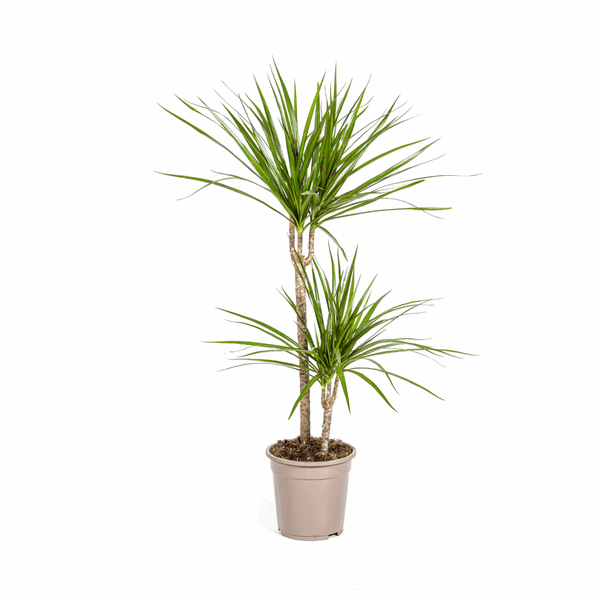 Dracaena Marginata Green – Drachenbaum – Ø19cm – ↕70-90cm – Schlanke Zimmerpflanze mit dunkelgrünen Blättern – Pflegeleicht & luftreinigend