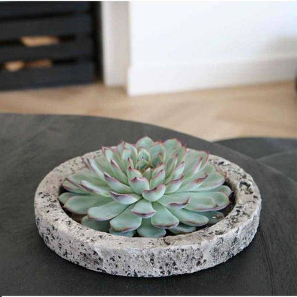 Sukkulente – Echeveria lilacina ROOTLESS – Ø20cm Schale „Concrete“ – Zimmerpflanze ohne Wurzeln – Pflegeleichte Schnitt-Sukkulente als Tischdeko & Geschenkidee