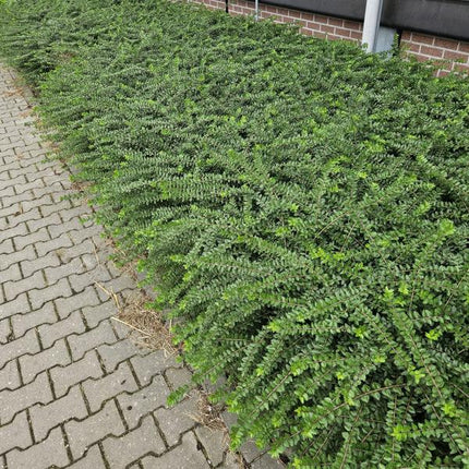 Heckenmyrthe – Lonicera nit. 'Maigrün' – ↕10-25cm – Ø9cm – 12 Pflanzen – Immergrüne Hecke & Zierpflanze – Sonne & Schatten – Pflegeleicht