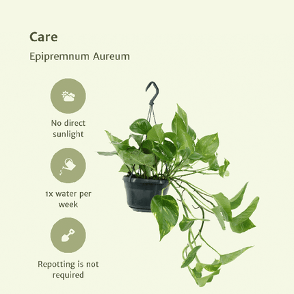 Efeutute – Epipremnum Aureum Scindapsus – Zimmerpflanze – Ø15cm – ca. 25cm hoch – 2 Pflanzen – pflegeleichte Kletter- oder Hängepflanze