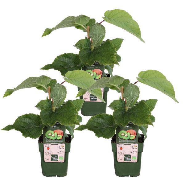 Kiwi Pflanze – Actinidia deliciosa ‘Jenny’ – Selbstbefruchtend – Ø13cm – ↕45cm – 3 Pflanzen – Winterharte Kletterpflanze mit Vitamin C reichen Früchten
