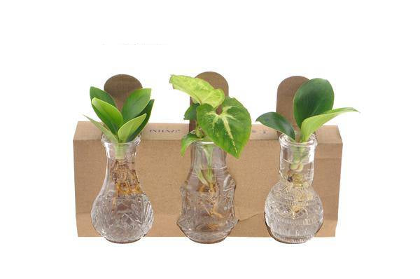 Zimmerpflanzen Mix im Berlin Glas – Ø7cm – ↕10cm – dekoratives Hydroponie Pflanzenglas mit grüner Pflanzenmischung – pflegeleichte Tischdeko für Zuhause & Büro