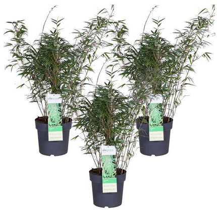 Schirmbambus Fargesia rufa 3er – Set Ø23cm ↕80cm – hochwertiges Produkt für Pflanzen, Garten, Zuhause, Dekoration & moderne Einrichtung