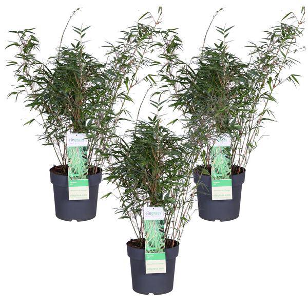 Schirmbambus Fargesia rufa 3er – Set Ø23cm ↕80cm – hochwertiges Produkt für Pflanzen, Garten, Zuhause, Dekoration & moderne Einrichtung