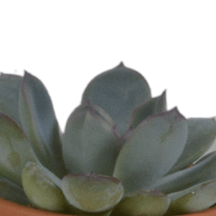 Sukkulenten Mix – 5 Pflanzen – Ø5,5cm Zimmerpflanzen im mediterranen Terrakotta-Topf – Verschiedene Mini-Sukkulenten – Pflegeleichte Pflanzen für Fensterbank, Büro & Wohnzimmer