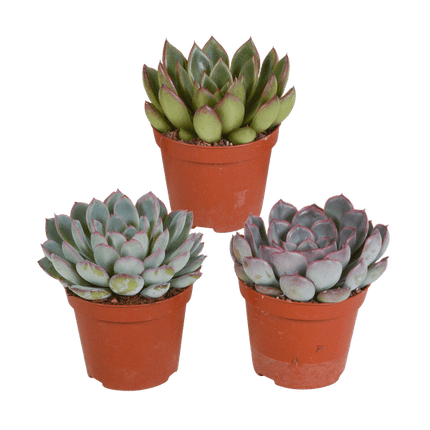Steinrose Echeveria Mix – 3 Pflanzen Ø8,5cm – Farbenfrohe Sukkulenten – Zimmerpflanzen – Pflegeleicht & dekorativ – Direkt vom Erzeuger