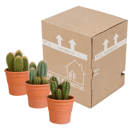 Cereus Mix – 3 Pflanzen – Ø10,5cm Zimmerpflanzen im Terrakotta-Topf – Verschiedene Säulen- & Stabkakteen – Pflegeleichte Kakteen für Fensterbank, Büro & Wohnzimmer