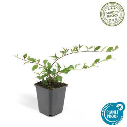 Teppichmispel Cotoneaster dammeri 'Major' – 12 Pflanzen – ↕25cm – Ø9cm – Bodendecker – Winterhart & pflegeleicht – Sonne & Schatten