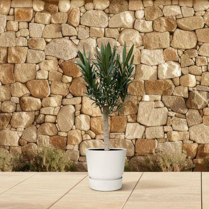 Rosenlorbeer – Nerium Oleander auf Stiel 110cm – Ø22cm – Immergrüne Kübelpflanze mit rosa Blüten – Mediterrane Zierpflanze für Garten, Terrasse & Balkon – Duftend & pflegeleicht
