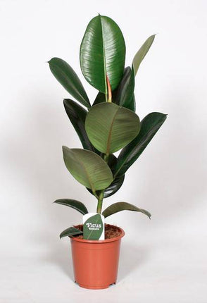 Ficus Elastica Robusta – Gummibaum – Zimmerpflanze – Ø17cm – 65cm hoch – Kräftiges, glänzendes Laub – Pflegeleicht & robust