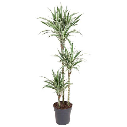 Drachenbaum – Dracaena White Stripe 150cm – Ø24cm – Zimmerpflanze mit grünen Blättern & weißen Streifen – Elegante pflegeleichte Dekopflanze für Wohnzimmer, Büro & Wintergarten
