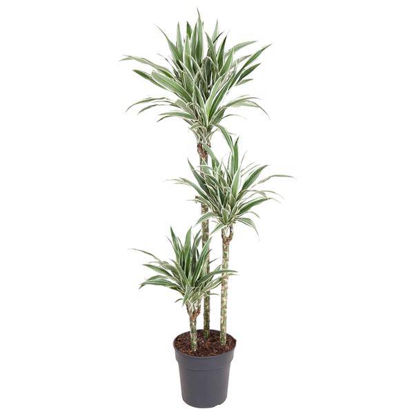 Drachenbaum – Dracaena White Stripe 150cm – Ø24cm – Zimmerpflanze mit grünen Blättern & weißen Streifen – Elegante pflegeleichte Dekopflanze für Wohnzimmer, Büro & Wintergarten
