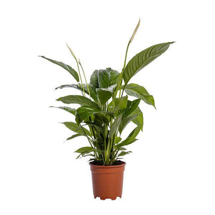 Einblatt – Spathiphyllum Bingo Cupido – Zimmerpflanze – Ø19cm – ↕80cm – Friedenslilie mit weißen Blüten – Pflegeleichte & luftreinigende Grünpflanze