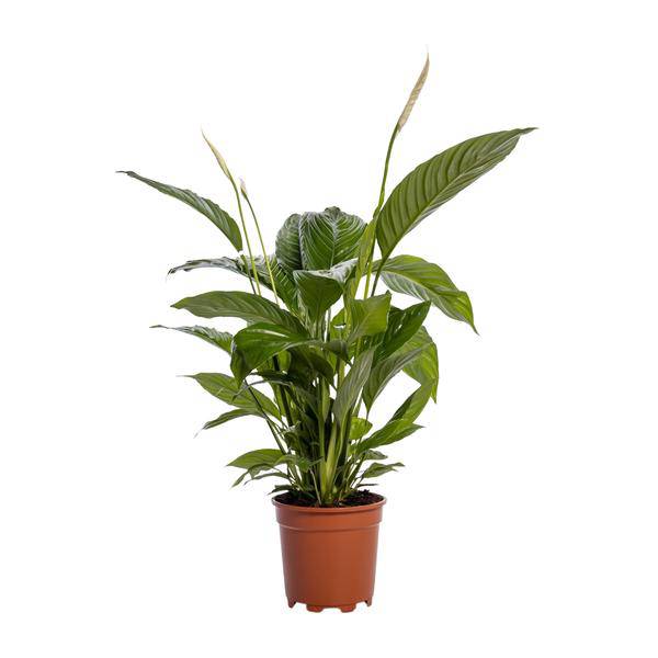 Einblatt – Spathiphyllum Bingo Cupido – Zimmerpflanze – Ø19cm – ↕80cm – Friedenslilie mit weißen Blüten – Pflegeleichte & luftreinigende Grünpflanze