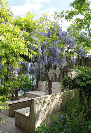 Chinesischer Duft-Blauregen – Wisteria sinensis 'Caroline' – 2 Pflanzen – Ø15cm – ca. 65cm hoch – Winterharte Kletterpflanze mit blau-lila Blütentrauben für Garten, Pergola & Zaun
