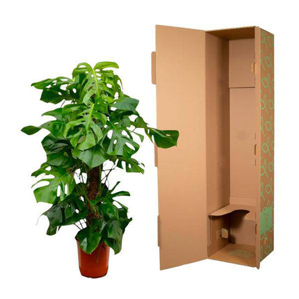 Monstera Deliciosa – Köstliches Fensterblatt – Zimmerpflanze 150cm – Ø27cm – Tropische XXL-Pflanze mit großen grünen Blättern – Dekorative Kübelpflanze für Wohnzimmer & Büro – Pflegeleicht
