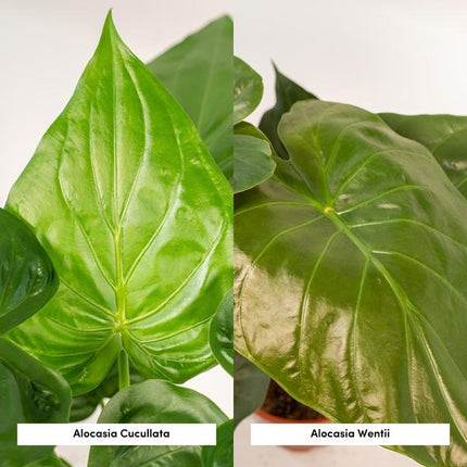 Pflanzenset – Alocasia Cucullata & Alocasia Wentii – ca. 60cm hoch – Ø19cm – Tropische luftreinigende Zimmerpflanzen – Elefantenohr für Wohnzimmer & Büro