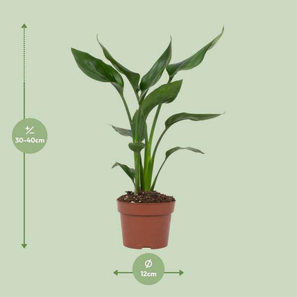 Strelitzia Reginae – Paradiesvogelblume – Zimmerpflanze ↕35cm – Ø12cm – Exotische Blühpflanze mit orangen & blauen Blüten – Tropische Dekopflanze für Wohnzimmer & Büro