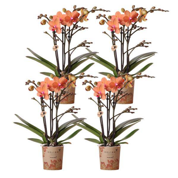 Phalaenopsis Orchideen Bozen Orange – 4 Orchideen – Topfgröße Ø9cm – Zimmerpflanzen Set mit kräftigen Blütenstielen – elegante Orchideen Dekoration