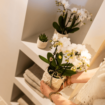 Star Fish Blumentopf Off White Ø9cm – Dekorativer Keramiktopf mit Seestern-Muster – Sommerlicher Pflanzentopf im maritimen Design – Blumendeko für Wohnzimmer, Küche & Bad